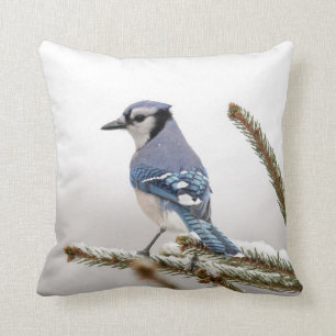 Blue Jay in Winter Cushion