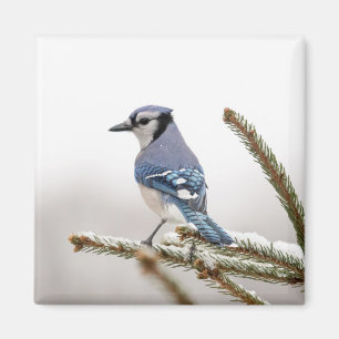 Blue Jay in Winter Magnet