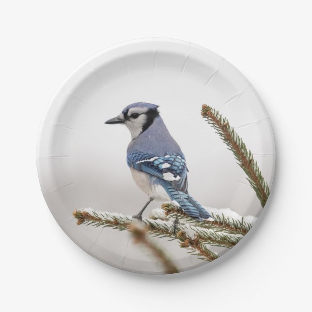Blue Jay in Winter Paper Plate (Front)