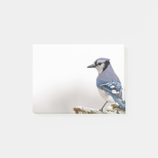 Blue Jay in Winter Post-it Notes (Front)