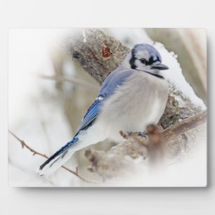 Blue Jay in Winter Snow Plaque