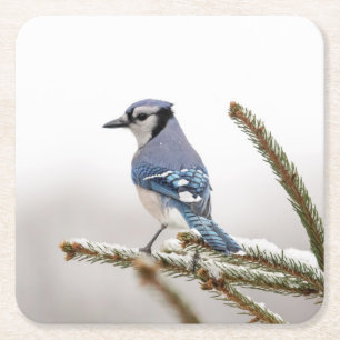 Blue Jay in Winter Square Paper Coaster