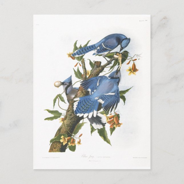 Blue Jay, John James Audubon Postcard (Front)