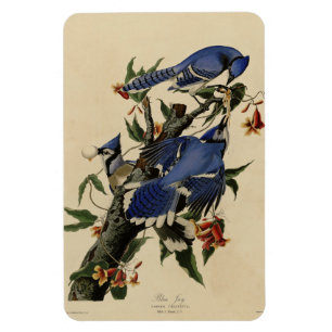 Blue Jay - John James Audubon's Birds of America Magnet