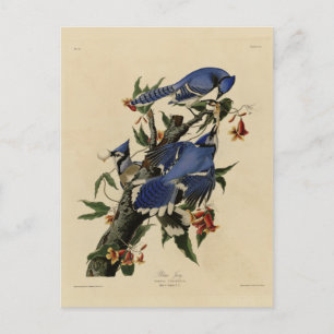 Blue Jay - John James Audubon's Birds of America Postcard