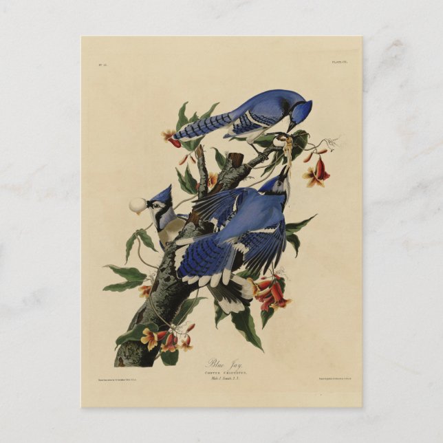 Blue Jay - John James Audubon's Birds of America Postcard (Front)