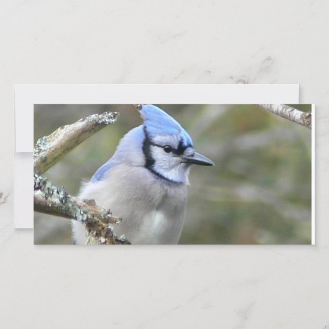Blue Jay Looking (Front)