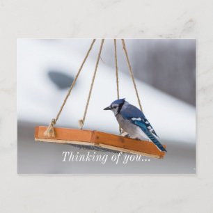 Blue Jay Lunch Postcard
