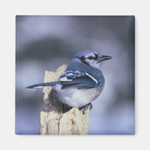 Blue Jay Magnet