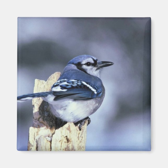 Blue jay magnet (Front)