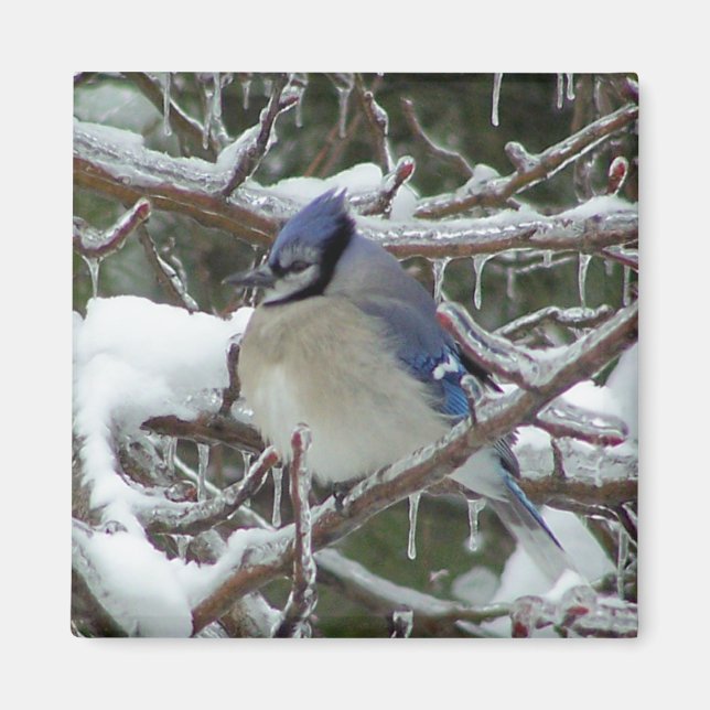 Blue Jay Magnet (Front)