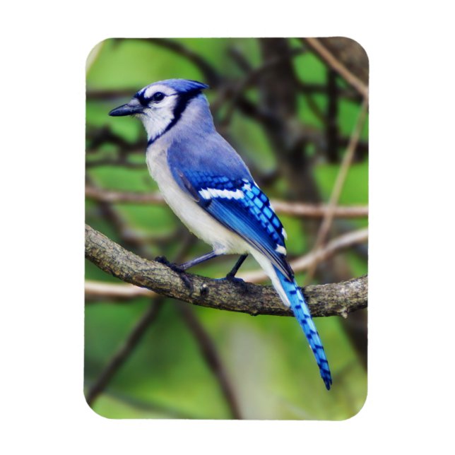 Blue Jay Magnet (Vertical)