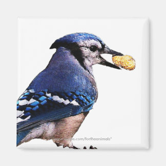 Blue-Jay -Magnet Magnet