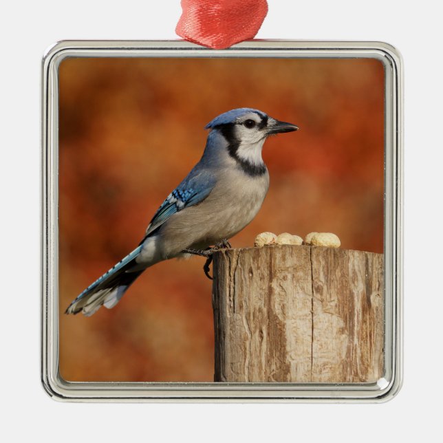Blue Jay Metal Tree Decoration (Front)
