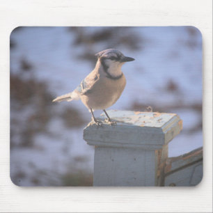 Blue Jay  Mouse Mat