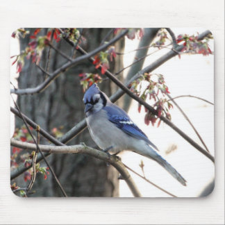 Blue jay mouse mat