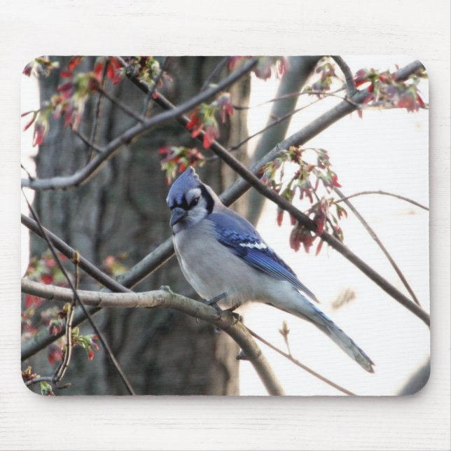 Blue jay mouse mat (Front)