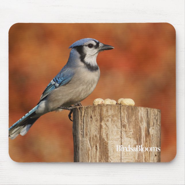 Blue Jay Mouse Mat (Front)