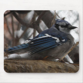 Blue Jay Mouse Mat