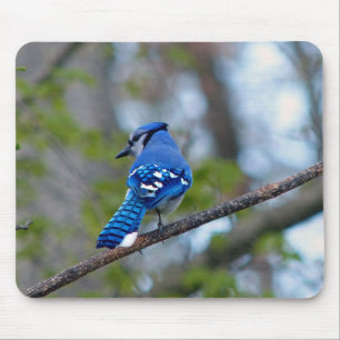 Blue Jay Mouse Mat