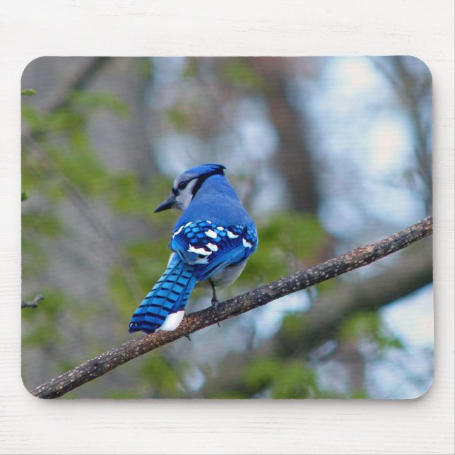 Blue Jay Mouse Mat (Front)
