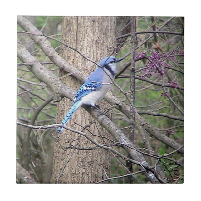 Blue Jay (Ohio) Decorative Tile (Front)