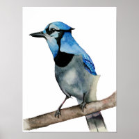 Blue Jay on Branch Watercolor Painting