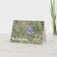 Blue Jay on Southern Wax Myrtle Birthday Card