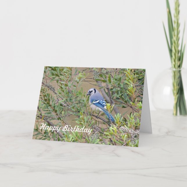 Blue Jay on Southern Wax Myrtle Birthday Card (Front)
