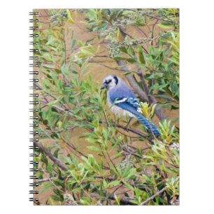 Blue Jay on Southern Wax Myrtle Notebook