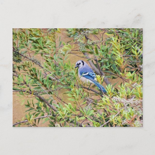 Blue Jay on Southern Wax Myrtle Postcard (Front)