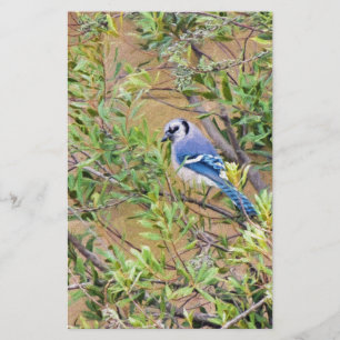 Blue Jay on Southern Wax Myrtle Stationery