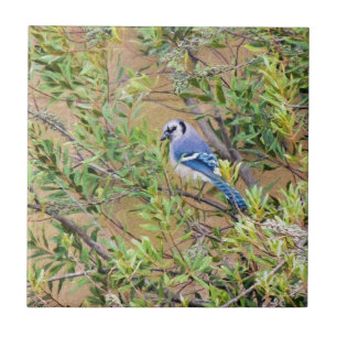 Blue Jay on Southern Wax Myrtle Tile