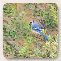 Blue Jay on Wax Myrtle