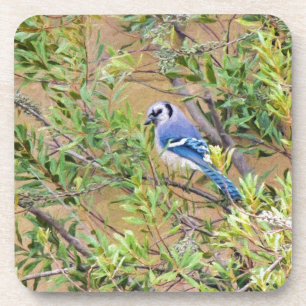 Blue Jay on Wax Myrtle Coaster