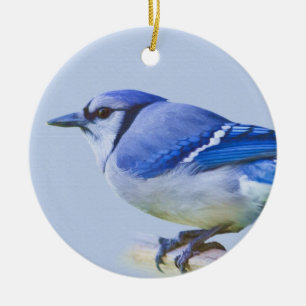 Blue Jay Ornament