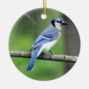 Blue Jay Ornament