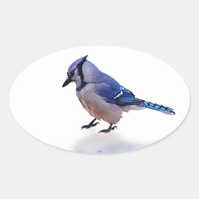 Blue Jay Oval Sticker (Front)