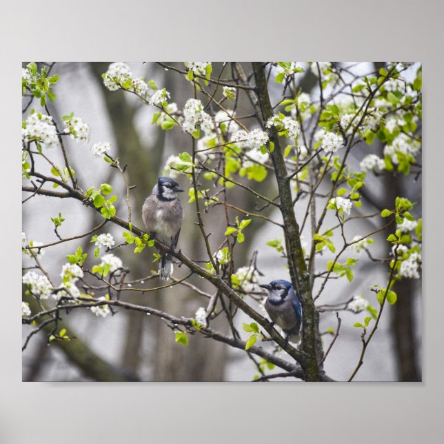 Blue Jay Pear in a Flowering Pear Tree Poster (Front)