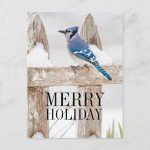 Blue Jay Perched on Snowy Fence Holiday Postcard
