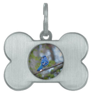 Blue Jay Pet Name Tag