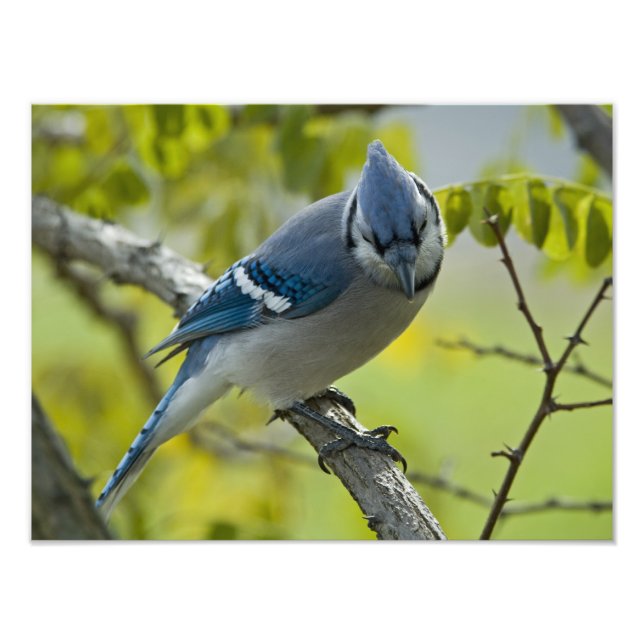 Blue Jay Photo Enlargement (Front)