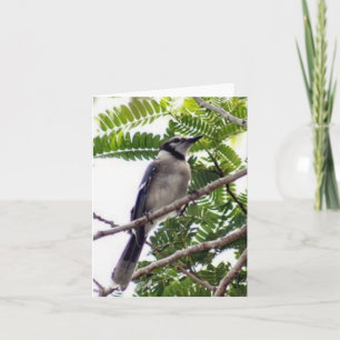 Blue Jay Photo Folded Note Card