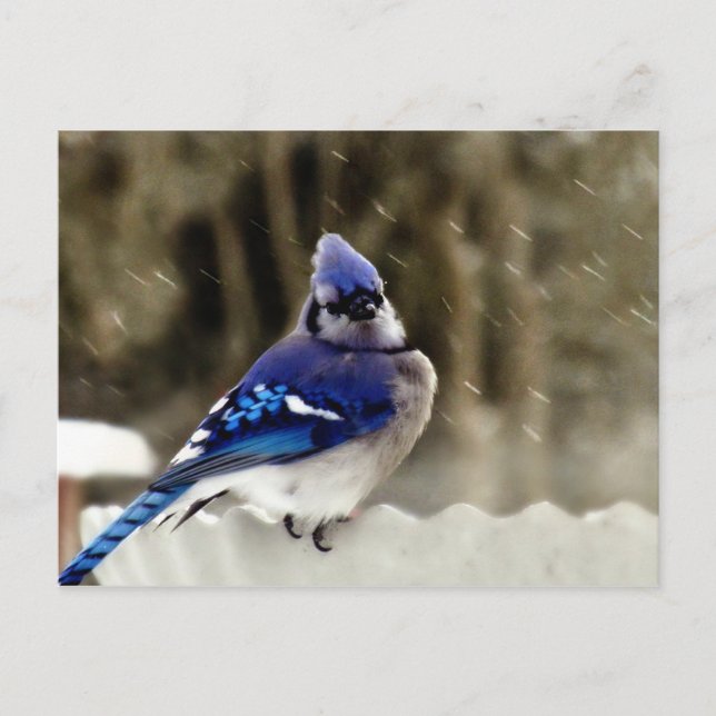 Blue Jay Photo Postcard (Front)