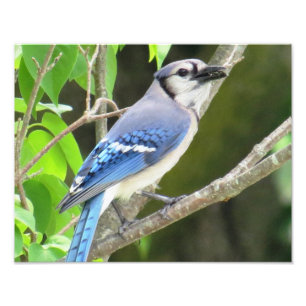 Blue Jay Photo Print