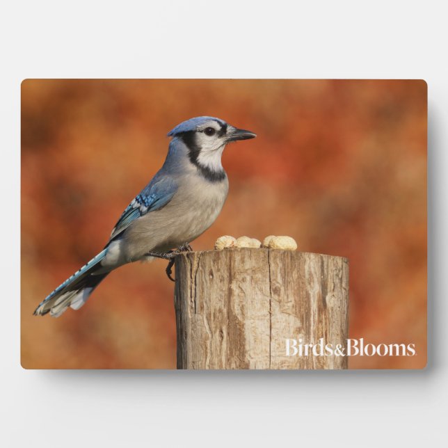 Blue Jay Plaque (Front)