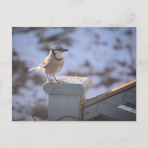 Blue Jay Postcard