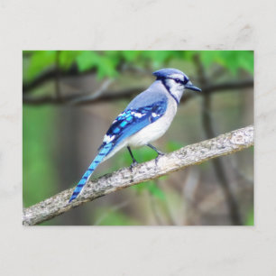Blue Jay Postcard