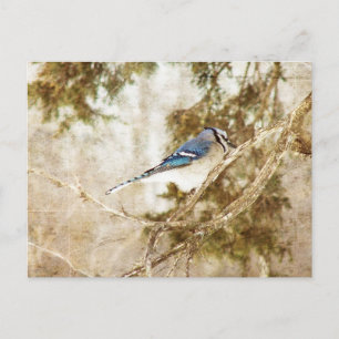Blue Jay Postcard