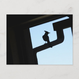Blue Jay Postcard